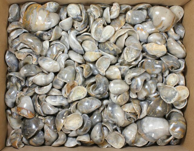 Lot: Polished, Fossil Oyster Shells - ~ Pieces #133809